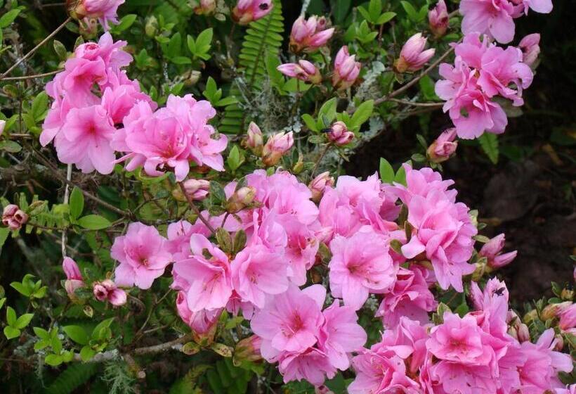 Отель Velinn Pousada Highland