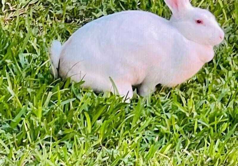 هتل Sambo Mambo Beach