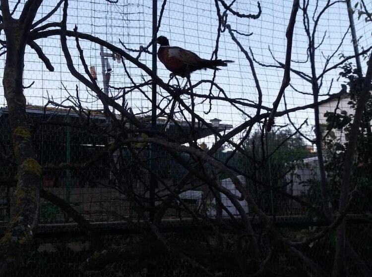 مبيت وإفطار Castello