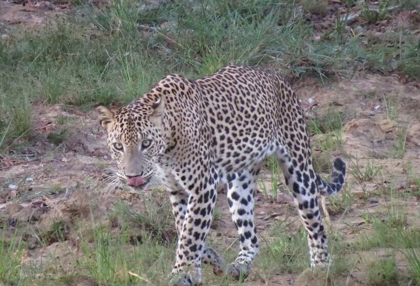 ホテル Ruhunu Safari Camping