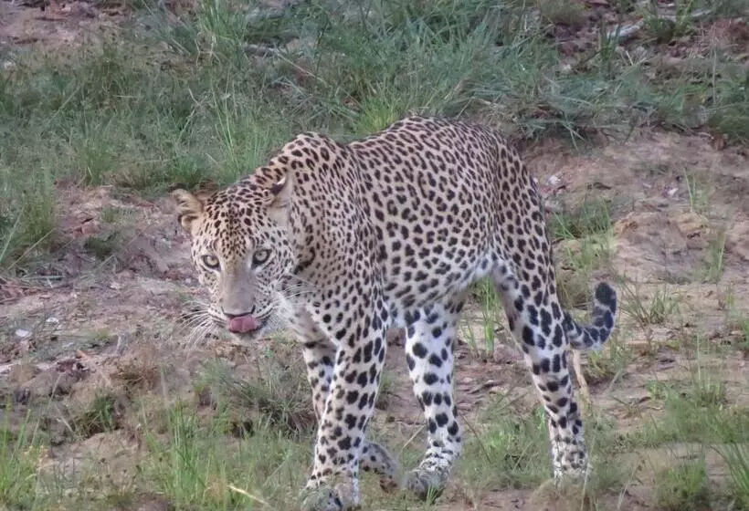 ホテル Ruhunu Safari Camping