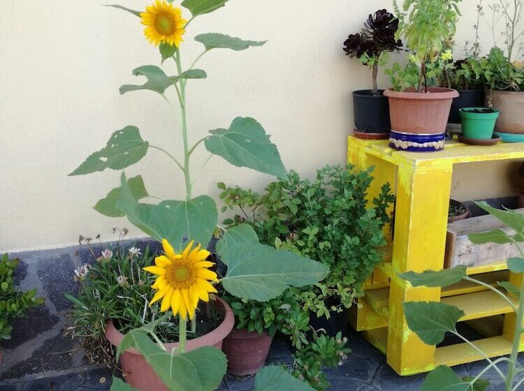 Пансион The Yellow House