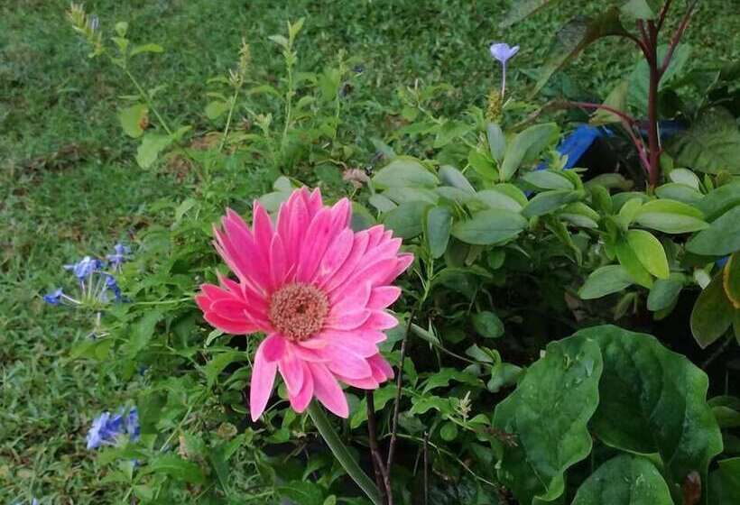 Отель The Green Guest House