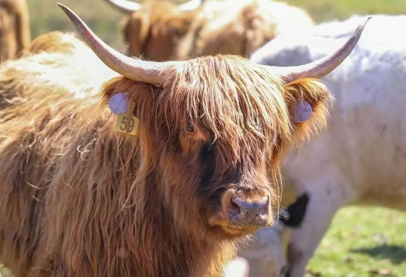 Highland Haven: Cabin On Working Cattle Farm!