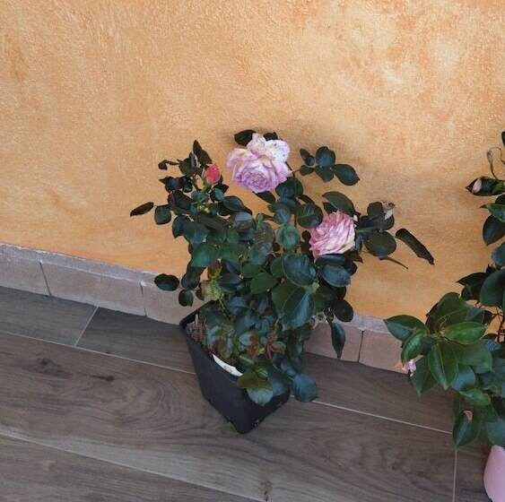 Сельский отель Agriturismo Vicino Al Mare Gulunie