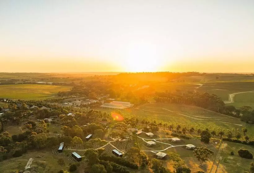 Cabn X Seppeltsfield Barossa