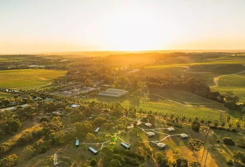 Cabn X Seppeltsfield Barossa