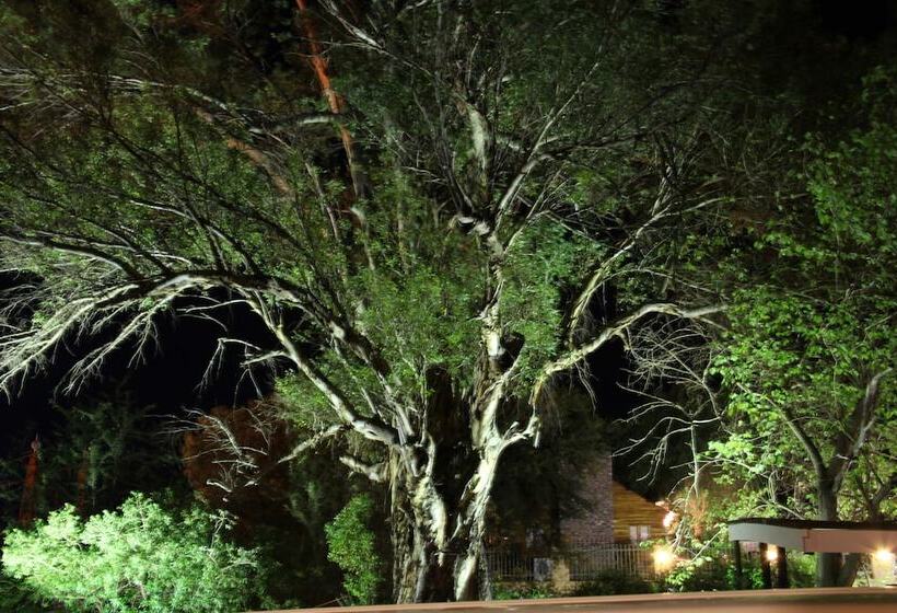 פנסיון Gumtree Guest House