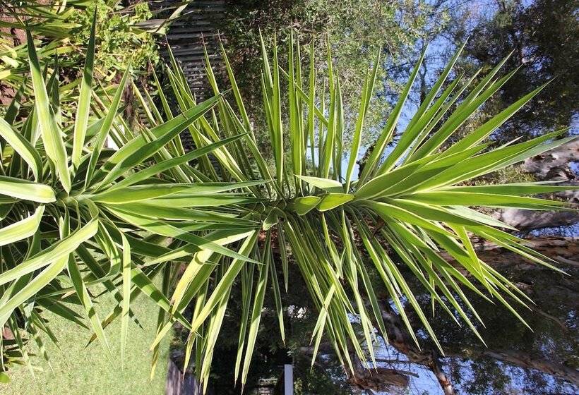 פנסיון Gumtree Guest House