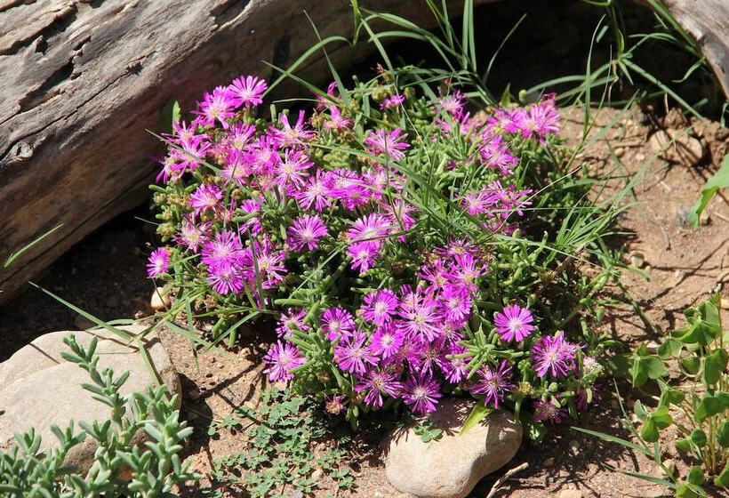 פנסיון Gumtree Guest House