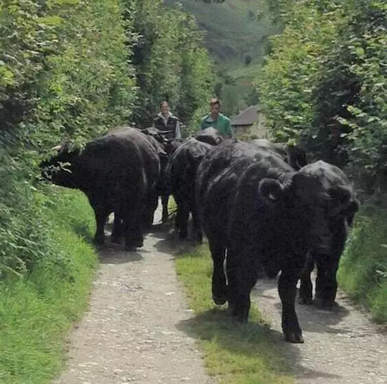 Relax In Sunset View Cottage On Cwmiar Farm