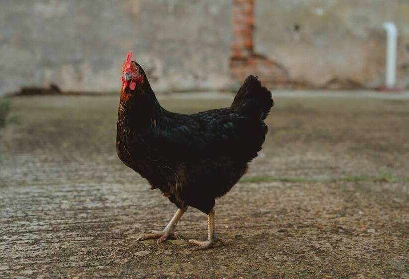 דירת נופש Simple Coastal Luxury Near Southwold Sleeps 10