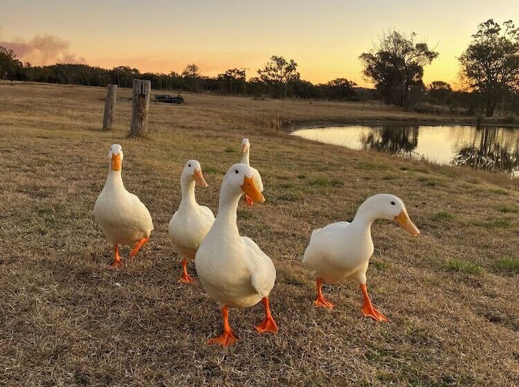 Stargazers Escape Stanthorpe