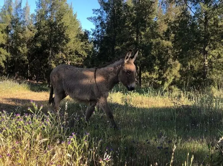 Aamiaismajoitus (B&B) Herdade Do Rio Torto