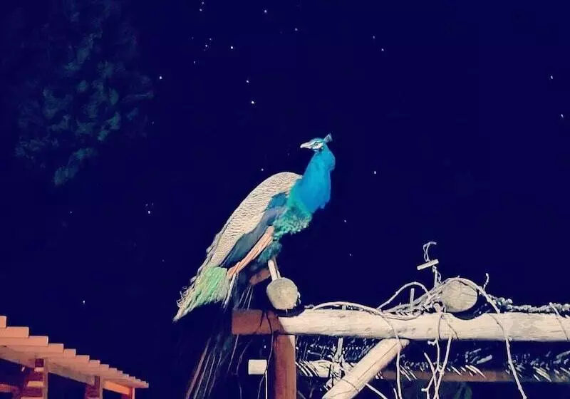 Aamiaismajoitus (B&B) Herdade Do Rio Torto