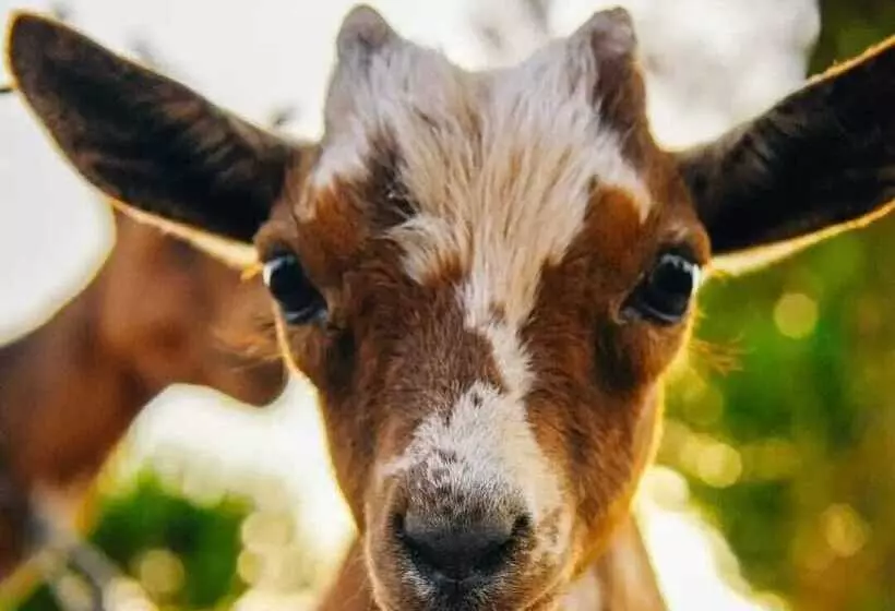 Aamiaismajoitus (B&B) Herdade Do Rio Torto