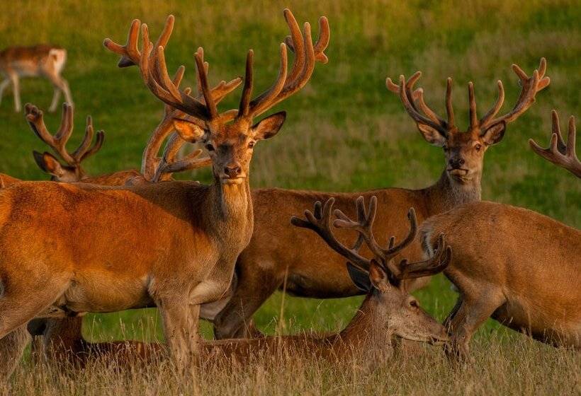 펜션 Okrągłe Resort Ski & Safari