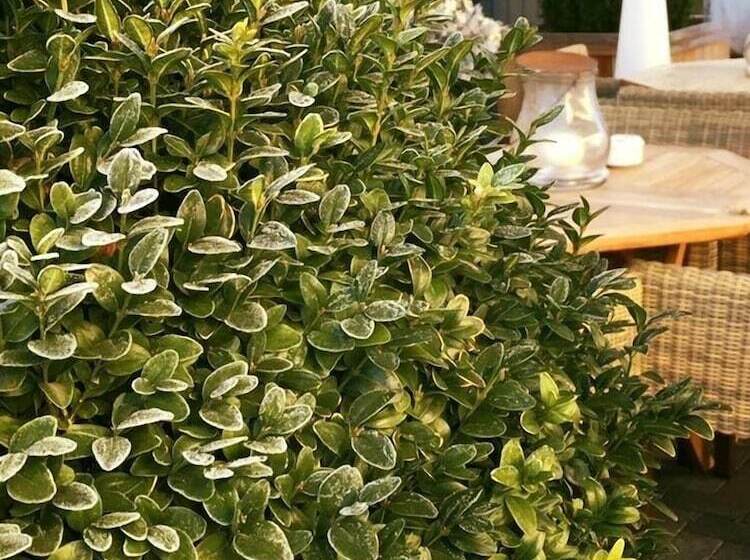 Хостел Villa Will