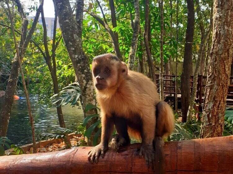 Prime Hotel águas Da Serra