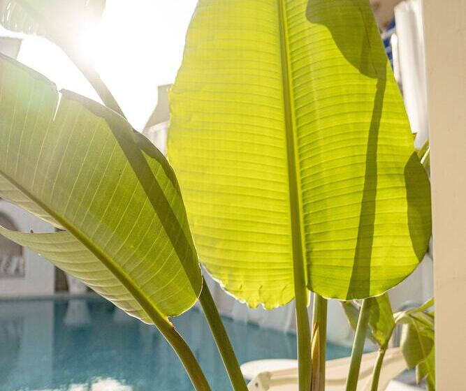 住宿加早餐 Voger Alacatı Koyici