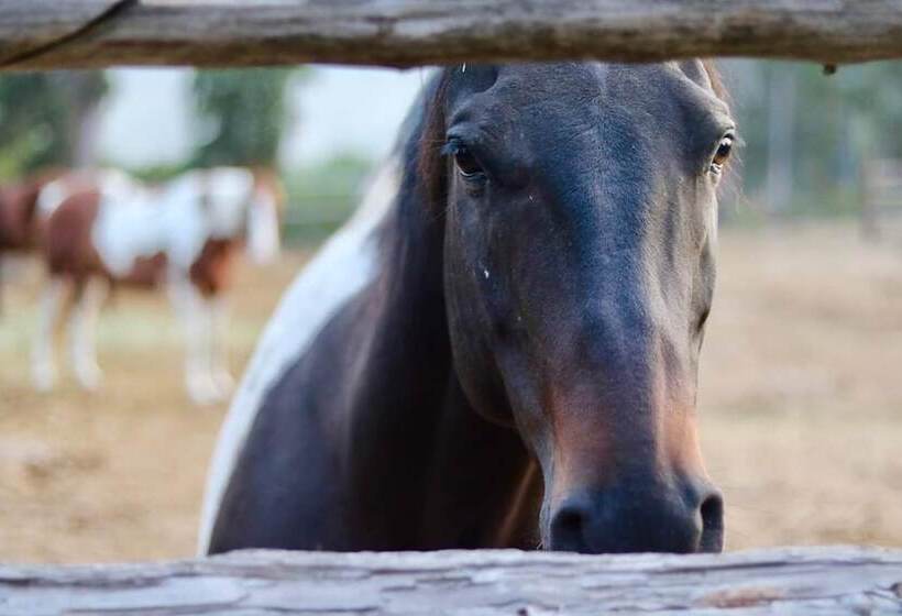 Bed and Breakfast Bear Creek Guest Ranch