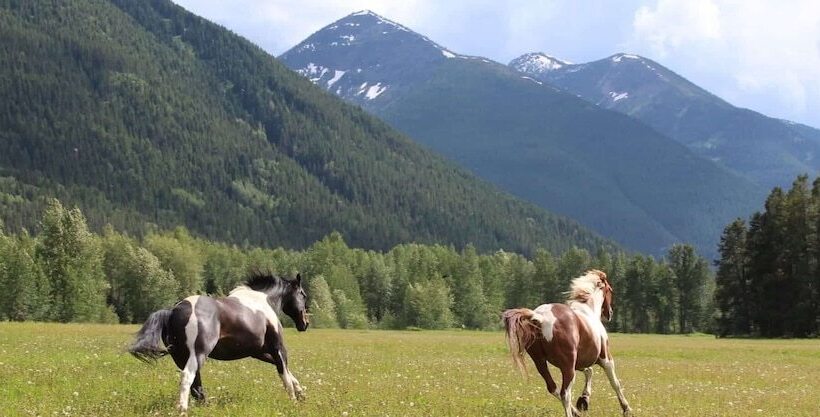 Bed and Breakfast Bear Creek Guest Ranch