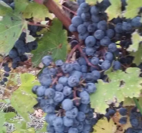 Aamiaismajoitus (B&B) The Inn At Woodsong Acres