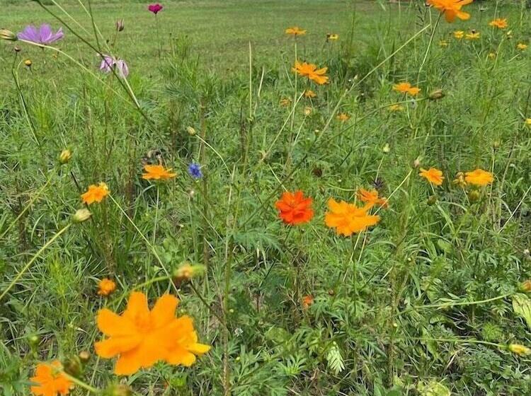 مبيت وإفطار The Inn At Woodsong Acres