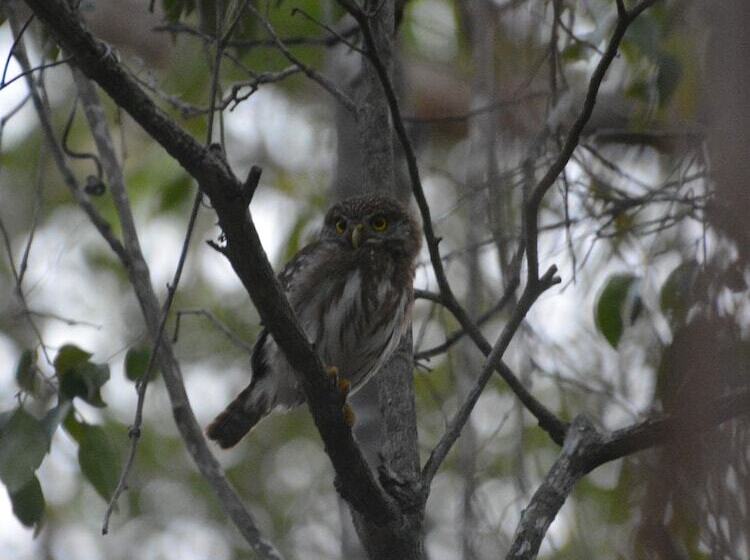 Hotel Glamping Mayan Glam