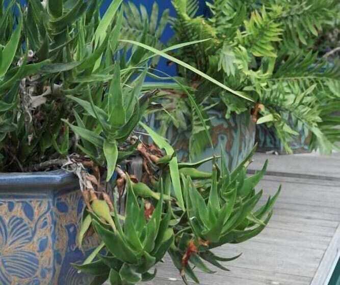 بنسيون Starfish Guest Lodge