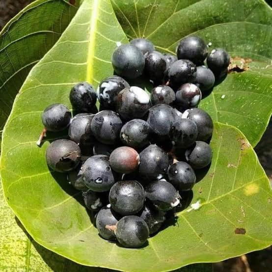 Hotel Chalobahills Farmstay Resort