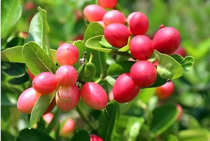 Hotel Chalobahills Farmstay Resort