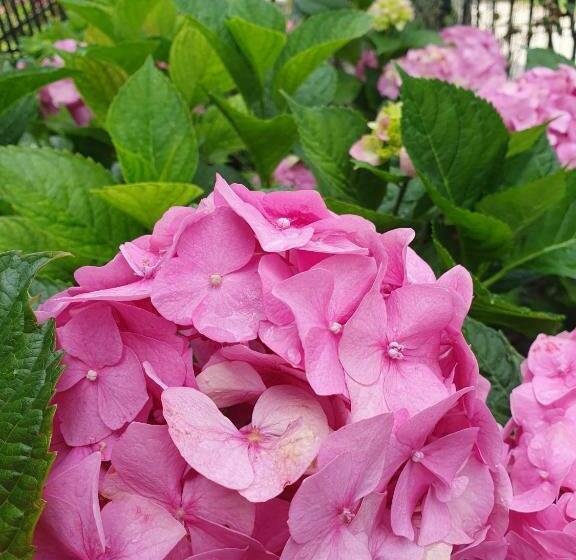 پانسیون Casa Flavius 2