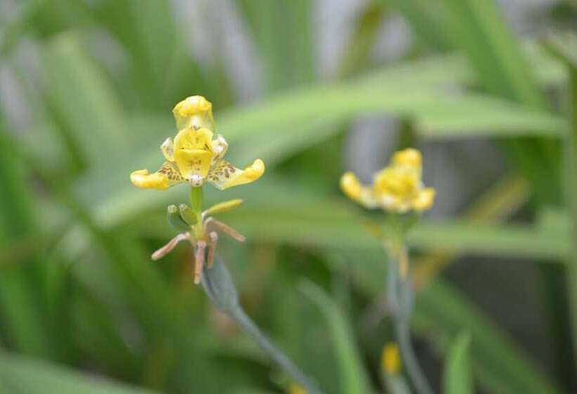 هتل Jaguar Inn Tikal