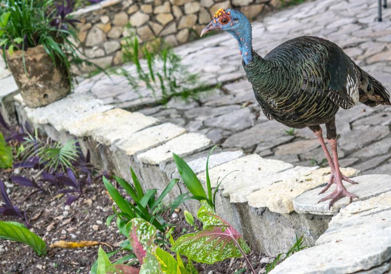 هتل Jaguar Inn Tikal