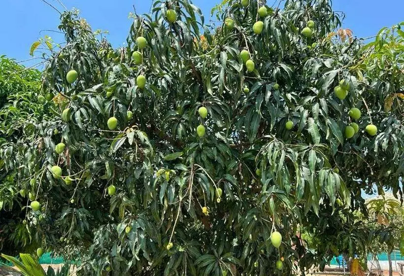 ホテル Santhrupthi Farmstay