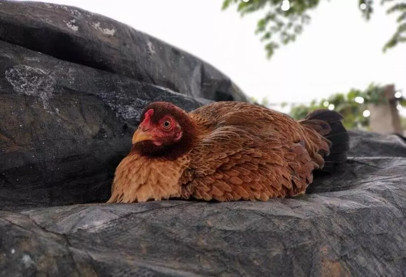 ホテル Sns Organic Farm Stay