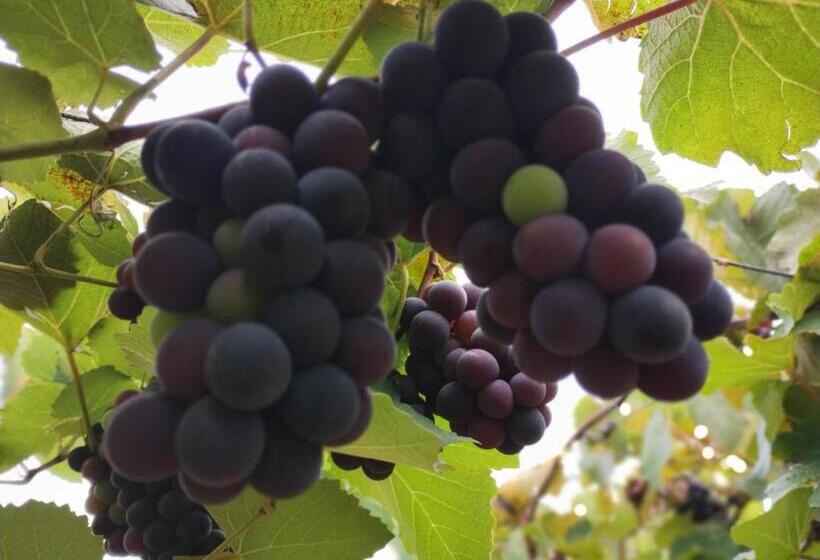 Отель Sns Organic Farm Stay