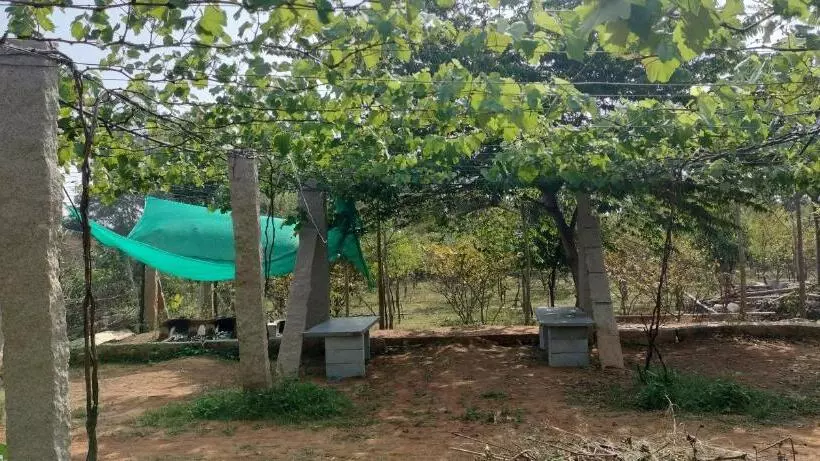 ホテル Sns Organic Farm Stay