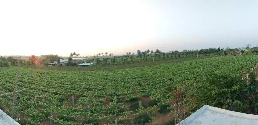 ホテル Sns Organic Farm Stay