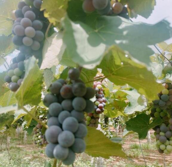 Отель Sns Organic Farm Stay