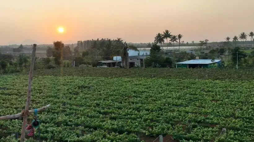 ホテル Sns Organic Farm Stay