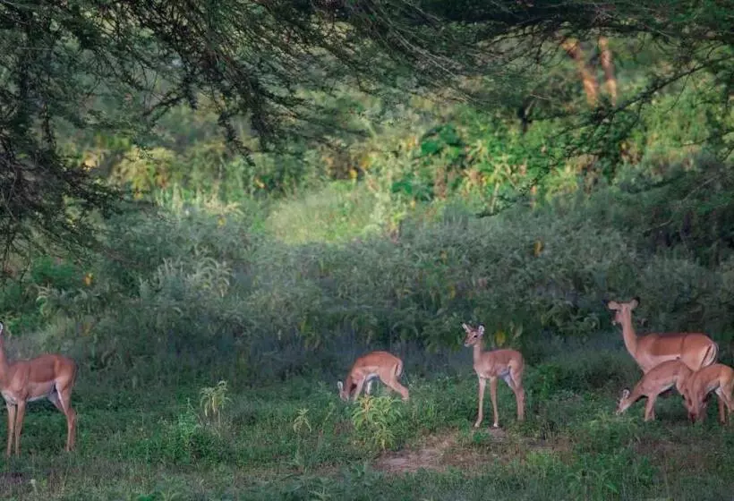 Lomakeskus Chara Africa
