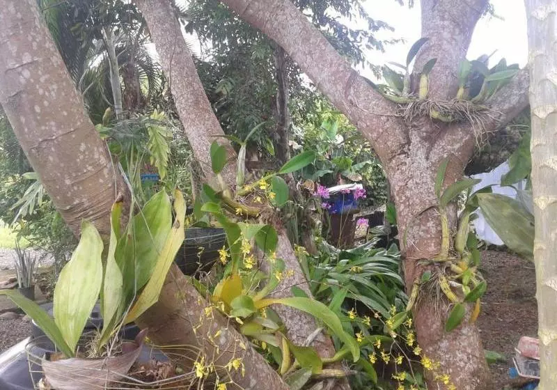 هتل Cabinas Los Almendros