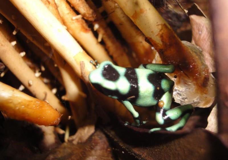 فندق Cabinas Los Almendros