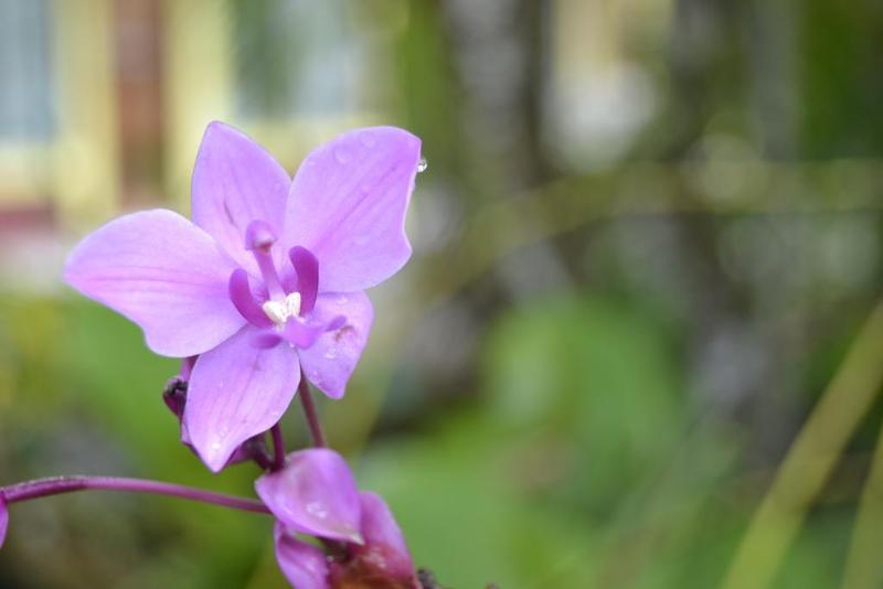 فندق Cabinas Los Almendros