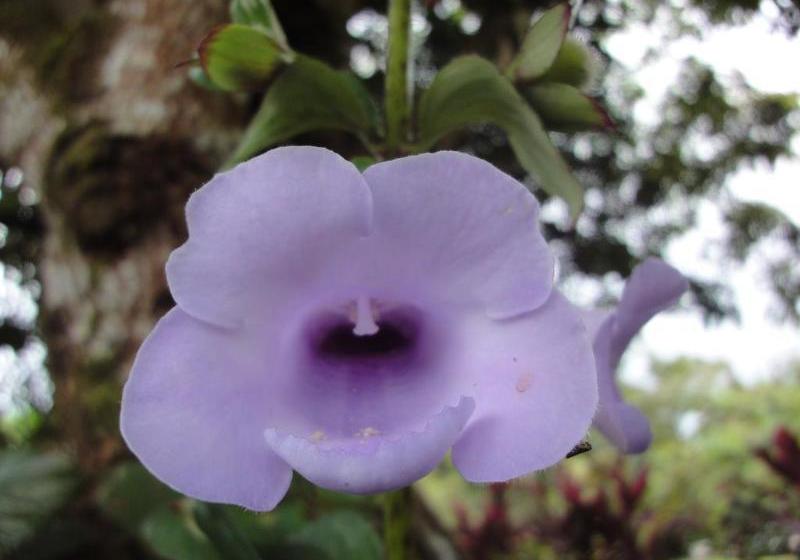 فندق Cabinas Los Almendros
