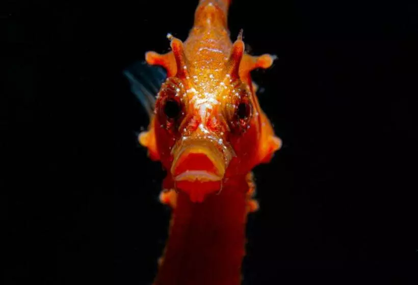 ユースホステル Boutique Hotel Las Eras Beach