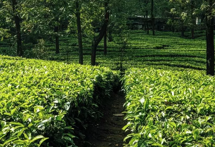 ホテル Dhauladhar Heights Resort