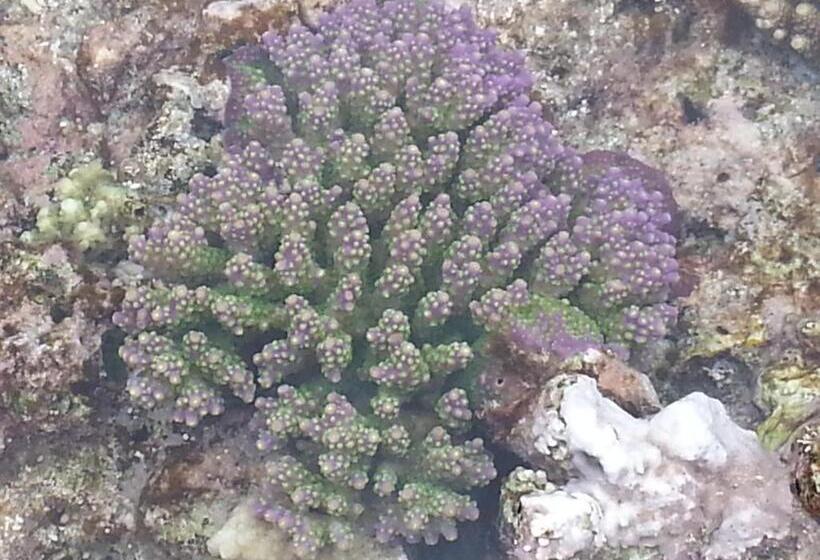 Отель Minshuku Myojoso